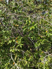 Quercus agrifolia oxyadenia