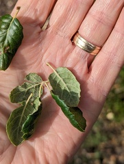 Quercus agrifolia oxyadenia