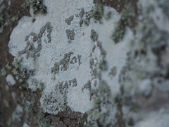 Phlyctis petraea