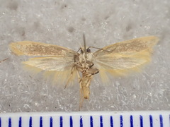 Oecophoridae