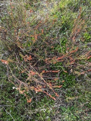 Eriogonum wrightii membranaceum