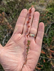Eriogonum wrightii membranaceum