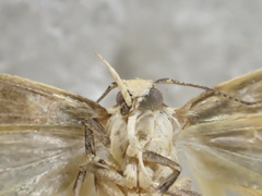 Oecophoridae