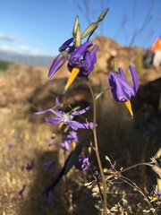 Conanthera bifolia