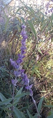 Salvia leucantha