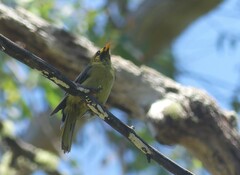 Manorina melanophrys