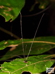 Marasmius crinis-equi