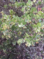 Arctostaphylos purissima purissima