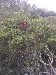 Arctostaphylos purissima purissima