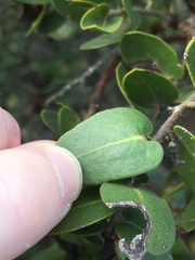 Arctostaphylos purissima purissima
