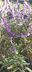 Salvia leucantha