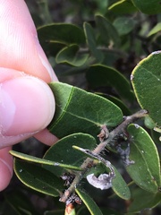 Arctostaphylos purissima purissima