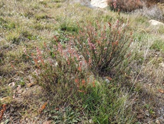 Eriogonum wrightii membranaceum