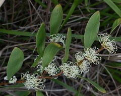 Hakea florulenta