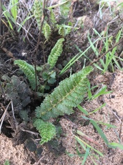 Arctostaphylos purissima purissima
