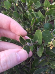 Arctostaphylos purissima purissima