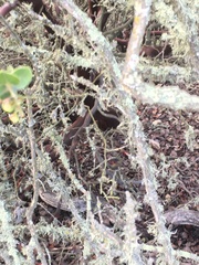 Arctostaphylos purissima purissima