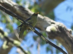 Manorina melanophrys