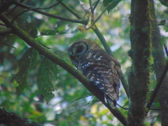 Strix fulvescens