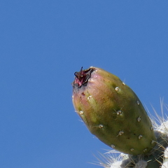 Diacrita costalis