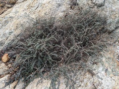 Acmispon argophyllus argophyllus