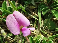 Tephrosia obovata