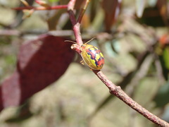 Paropsisterna gloriosa