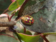 Paropsisterna gloriosa