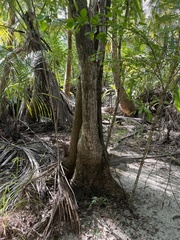 Tabebuia heterophylla