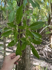 Tabebuia heterophylla