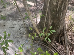 Tabebuia heterophylla