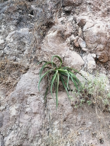 Agave vilmoriniana