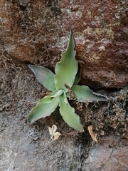 Agave vilmoriniana