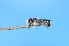 Megachile ferox