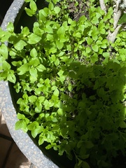 Parietaria floridana