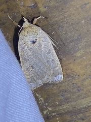 Abagrotis alternata