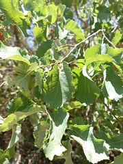 Nothofagus glauca