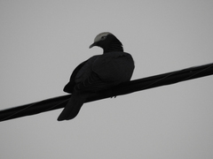 Patagioenas leucocephala