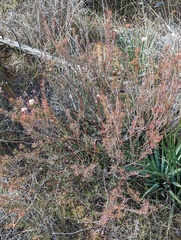 Eriogonum fasciculatum polifolium
