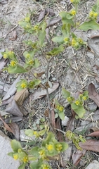 Millerieae
