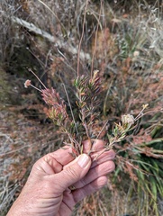 Eriogonum fasciculatum polifolium