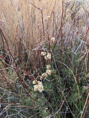 Eriogonum fasciculatum foliolosum