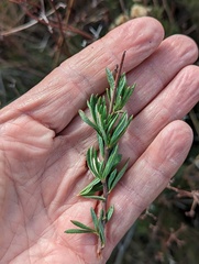 Eriogonum fasciculatum foliolosum