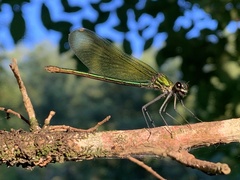 Calopteryx xanthostoma