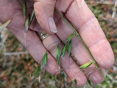 Avena barbata