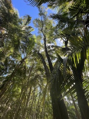 Tabebuia heterophylla