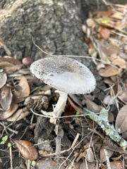 Amanita vaginata
