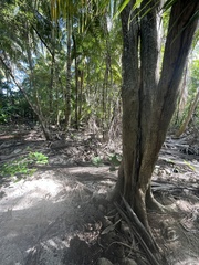 Tabebuia heterophylla