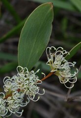 Hakea florulenta
