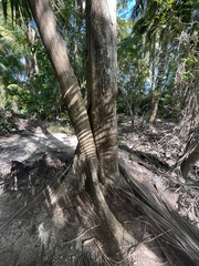 Tabebuia heterophylla